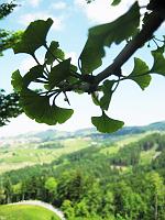  6. Juni 2010 - ein schöner Sommertag beim Ginkgo